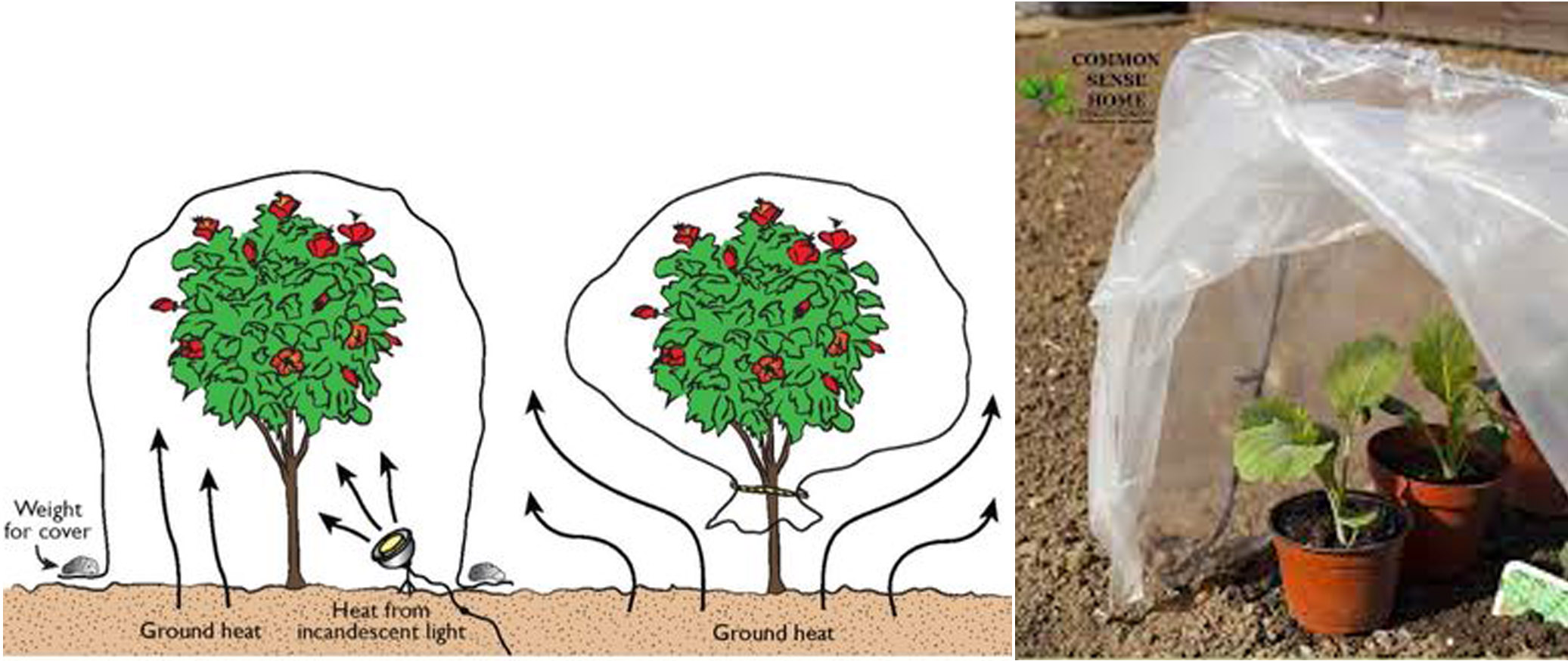 How to protect gardens from fog...Deputy Director of Horticulture Department suggested measures